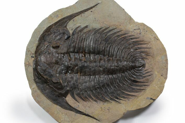 Spectacularly Preserved Acadoparadoxides Trilobite #349231